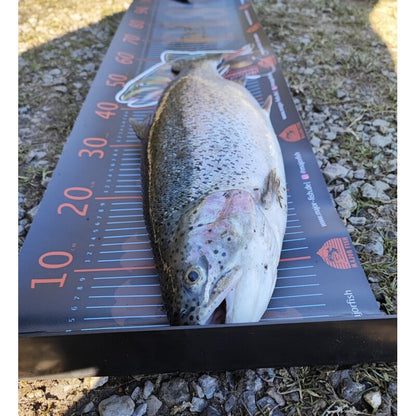 Major Fish Trout Massband Forellen Ruler 105x30cm Scale mit Anschlag